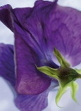 valokuvatepetit viola