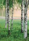 fototapetti koivumetsa