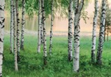 tapetti koivumets