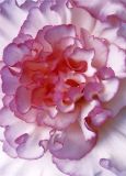 fototapetti begonia