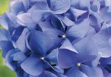 valokuvatapetit-hortensia